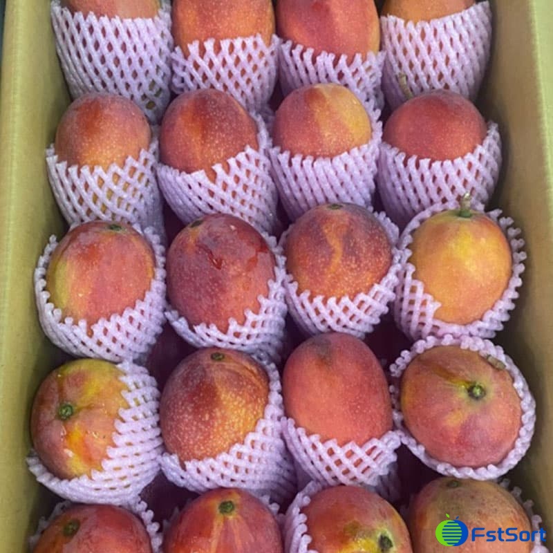 images/1731400070582mango harvest season.jpg